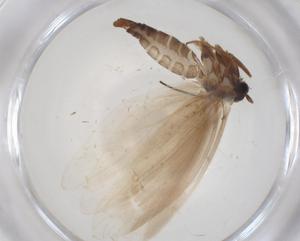  ( - CBG-A28899-C06)  @11 [ ] CreativeCommons - Attribution Share - Alike (2024) Centre for Biodiversity Genomics Centre for Biodiversity Genomics