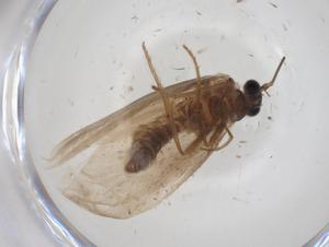  ( - CBG-A28899-E09)  @11 [ ] CreativeCommons - Attribution Share - Alike (2024) Centre for Biodiversity Genomics Centre for Biodiversity Genomics