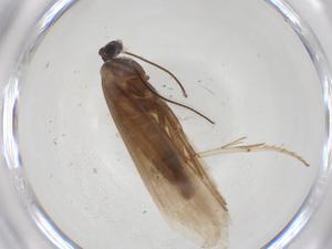  ( - CBG-A28899-G11)  @11 [ ] CreativeCommons - Attribution Share - Alike (2024) Centre for Biodiversity Genomics Centre for Biodiversity Genomics