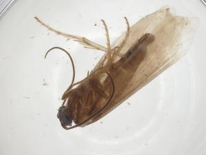  ( - CBG-A28899-H01)  @11 [ ] CreativeCommons - Attribution Share - Alike (2024) Centre for Biodiversity Genomics Centre for Biodiversity Genomics