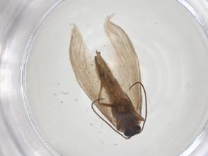  ( - CBG-A28899-H10)  @11 [ ] CreativeCommons - Attribution Share - Alike (2024) Centre for Biodiversity Genomics Centre for Biodiversity Genomics