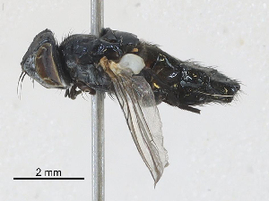  ( - CBG-A30034-A08)  @11 [ ] CreativeCommons - Attribution Share-Alike (2024) CBG Photography Group Centre for Biodiversity Genomics