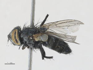  ( - CBG-A30039-B08)  @11 [ ] CreativeCommons - Attribution Share-Alike (2024) CBG Photography Group Centre for Biodiversity Genomics