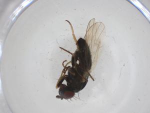  ( - CBG-A33019-F02)  @11 [ ] CreativeCommons - Attribution Share - Alike (2024) Centre for Biodiversity Genomics Centre for Biodiversity Genomics