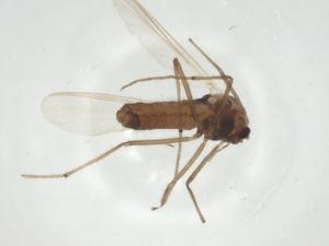  ( - CBG-A33063-E11)  @11 [ ] CreativeCommons - Attribution Share - Alike (2024) Centre for Biodiversity Genomics Centre for Biodiversity Genomics