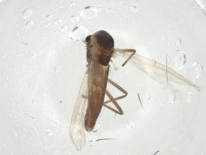  ( - CBG-A33070-G07)  @11 [ ] CreativeCommons - Attribution Share - Alike (2024) Centre for Biodiversity Genomics Centre for Biodiversity Genomics