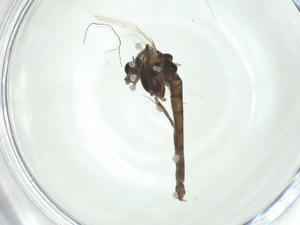  ( - CBG-A33071-H09)  @11 [ ] CreativeCommons - Attribution Share - Alike (2024) Centre for Biodiversity Genomics Centre for Biodiversity Genomics