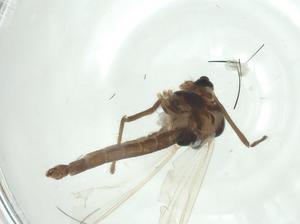  ( - CBG-A33071-H11)  @11 [ ] CreativeCommons - Attribution Share - Alike (2024) Centre for Biodiversity Genomics Centre for Biodiversity Genomics