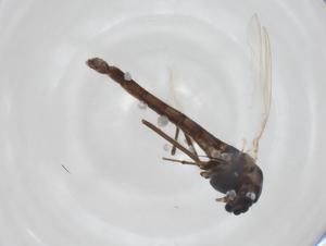  ( - CBG-A33072-B07)  @11 [ ] CreativeCommons - Attribution Share - Alike (2024) Centre for Biodiversity Genomics Centre for Biodiversity Genomics