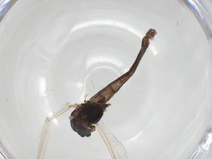  ( - CBG-A33072-B12)  @11 [ ] CreativeCommons - Attribution Share - Alike (2024) Centre for Biodiversity Genomics Centre for Biodiversity Genomics