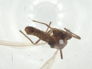  ( - CBG-A33073-D12)  @11 [ ] CreativeCommons - Attribution Share - Alike (2024) Centre for Biodiversity Genomics Centre for Biodiversity Genomics