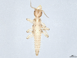  ( - CBG-A61846-A06)  @11 [ ] CreativeCommons - Attribution Share Alike (2025) CBG Photography Group Centre for Biodiversity Genomics