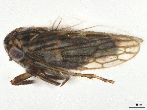  ( - CBG-A61864-A05)  @11 [ ] CreativeCommons - Attribution Share Alike (2025) CBG Photography Group Centre for Biodiversity Genomics
