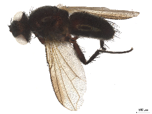  ( - CBG-A61869-H01)  @11 [ ] CreativeCommons - Attribution Share Alike (2025) CBG Photography Group Centre for Biodiversity Genomics