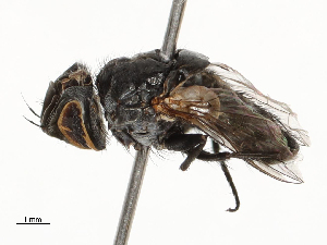  ( - CBG-A62837-B02)  @11 [ ] CreativeCommons - Attribution Share - Alike (2025) CBG Photography Group Centre for Biodiversity Genomics