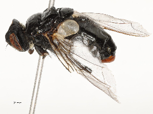  ( - CBG-A62839-D11)  @11 [ ] CreativeCommons - Attribution Share - Alike (2025) CBG Photography Group Centre for Biodiversity Genomics