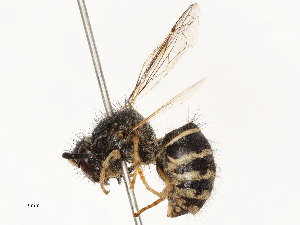  ( - CBG-A62840-H07)  @11 [ ] CreativeCommons - Attribution Share - Alike (2025) CBG Photography Group Centre for Biodiversity Genomics
