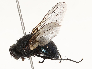  ( - CBG-A62841-G04)  @11 [ ] CreativeCommons - Attribution Share - Alike (2025) CBG Photography Group Centre for Biodiversity Genomics