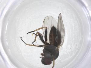  ( - CBG-B12815-A12)  @11 [ ] CreativeCommons - Attribution Share - Alike (2025) Centre for Biodiversity Genomics Centre for Biodiversity Genomics