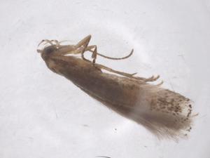  ( - CBG-B12817-A06)  @11 [ ] CreativeCommons - Attribution Share - Alike (2025) Centre for Biodiversity Genomics Centre for Biodiversity Genomics