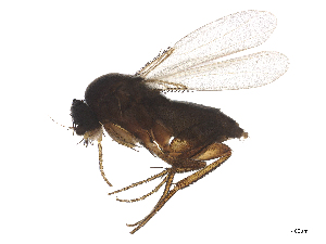  ( - CBG-B12817-B07)  @11 [ ] CreativeCommons - Attribution Share - Alike (2025) CBG Photography Group Centre for Biodiversity Genomics