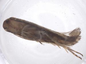  ( - CBG-B12817-F01)  @11 [ ] CreativeCommons - Attribution Share - Alike (2025) Centre for Biodiversity Genomics Centre for Biodiversity Genomics