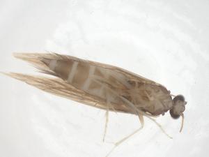  ( - CBG-B12869-A01)  @11 [ ] CreativeCommons - Attribution Share - Alike (2025) Centre for Biodiversity Genomics Centre for Biodiversity Genomics