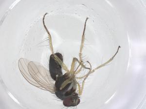  ( - CBG-B14356-G03)  @11 [ ] CreativeCommons - Attribution Share - Alike (2025) Centre for Biodiversity Genomics Centre for Biodiversity Genomics