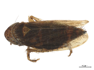  ( - CBG-B14421-E12)  @11 [ ] CreativeCommons - Attribution Share - Alike (2025) CBG Photography Group Centre for Biodiversity Genomics