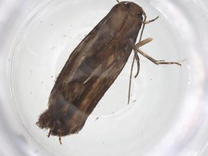  ( - CBG-B14548-H05)  @11 [ ] CreativeCommons - Attribution Share - Alike (2025) Centre for Biodiversity Genomics Centre for Biodiversity Genomics