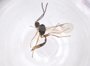  ( - CBG-B14552-H03)  @11 [ ] CreativeCommons - Attribution Share - Alike (2025) Centre for Biodiversity Genomics Centre for Biodiversity Genomics