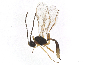  ( - CBG-B14552-H03)  @11 [ ] CreativeCommons - Attribution Share - Alike (2025) CBG Photography Group Centre for Biodiversity Genomics