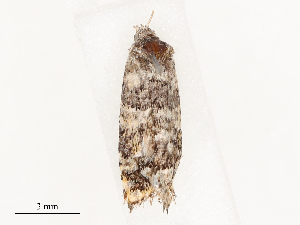  ( - CBG-B14653-C02)  @11 [ ] CreativeCommons - Attribution Share - Alike (2025) CBG Photography Group Centre for Biodiversity Genomics