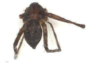  ( - CBG-B14653-H11)  @11 [ ] CreativeCommons - Attribution Share - Alike (2025) CBG Photography Group Centre for Biodiversity Genomics