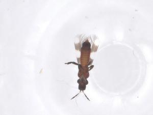  ( - CBG-B14671-H10)  @11 [ ] CreativeCommons - Attribution Share - Alike (2025) Centre for Biodiversity Genomics Centre for Biodiversity Genomics