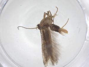  ( - CBG-B14676-D12)  @11 [ ] CreativeCommons - Attribution Share - Alike (2025) Centre for Biodiversity Genomics Centre for Biodiversity Genomics