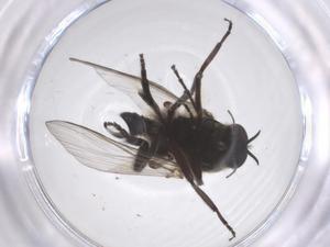  ( - CBG-B14677-E12)  @11 [ ] CreativeCommons - Attribution Share - Alike (2025) Centre for Biodiversity Genomics Centre for Biodiversity Genomics