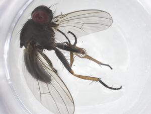  ( - CBG-B14695-F12)  @11 [ ] CreativeCommons - Attribution Share - Alike (2025) Centre for Biodiversity Genomics Centre for Biodiversity Genomics