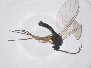  ( - CBG-B14696-E08)  @11 [ ] CreativeCommons - Attribution Share - Alike (2025) Centre for Biodiversity Genomics Centre for Biodiversity Genomics