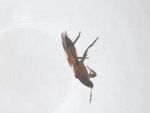  ( - CBG-B14701-A10)  @11 [ ] CreativeCommons - Attribution Share - Alike (2025) Centre for Biodiversity Genomics Centre for Biodiversity Genomics