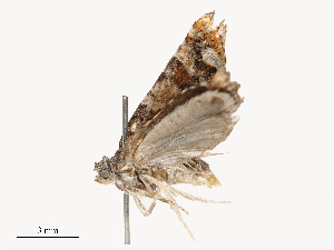  ( - CBG-B14767-B01)  @11 [ ] CreativeCommons - Attribution Share - Alike (2025) CBG Photography Group Centre for Biodiversity Genomics