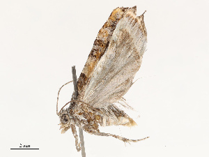  ( - CBG-B14767-B05)  @11 [ ] CreativeCommons - Attribution Share - Alike (2025) CBG Photography Group Centre for Biodiversity Genomics