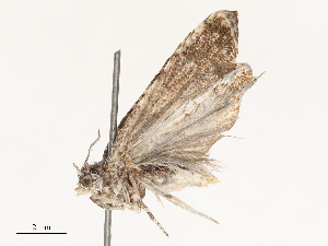  ( - CBG-B14767-B07)  @11 [ ] CreativeCommons - Attribution Share - Alike (2025) CBG Photography Group Centre for Biodiversity Genomics