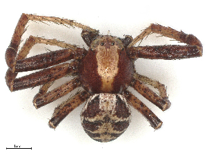  ( - CBG-B14767-H05)  @11 [ ] CreativeCommons - Attribution Share - Alike (2025) CBG Photography Group Centre for Biodiversity Genomics