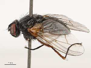  ( - CBG-B14777-B04)  @11 [ ] CreativeCommons - Attribution Share - Alike (2025) CBG Photography Group Centre for Biodiversity Genomics