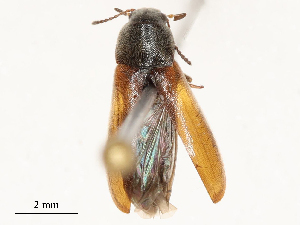 ( - CBG-B14777-D09)  @11 [ ] CreativeCommons - Attribution Share - Alike (2025) CBG Photography Group Centre for Biodiversity Genomics