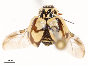  ( - CBG-B14778-D04)  @11 [ ] CreativeCommons - Attribution Share - Alike (2025) CBG Photography Group Centre for Biodiversity Genomics