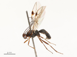  ( - CBG-B14778-D10)  @11 [ ] CreativeCommons - Attribution Share - Alike (2025) CBG Photography Group Centre for Biodiversity Genomics