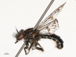  ( - CBG-B14785-B01)  @11 [ ] CreativeCommons - Attribution Share - Alike (2025) CBG Photography Group Centre for Biodiversity Genomics