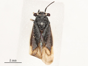  ( - CBG-B14785-E01)  @11 [ ] CreativeCommons - Attribution Share - Alike (2025) CBG Photography Group Centre for Biodiversity Genomics